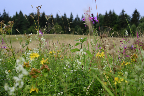 Kräuterwanderungen und Führungen